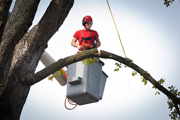 How Our Tree Care Process Works  in  Prestbury, IL