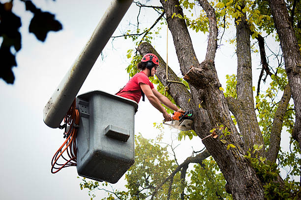 Best Root Management and Removal  in Prestbury, IL