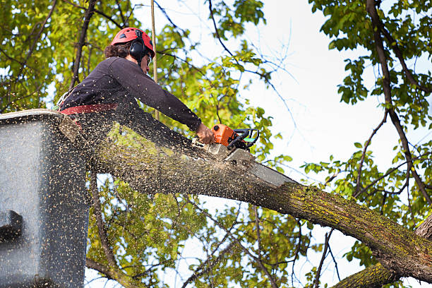 Best Tree Preservation Services  in Prestbury, IL