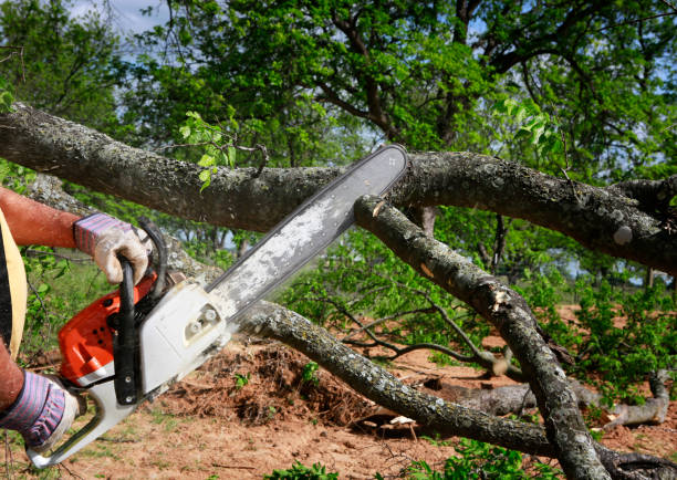 Best Seasonal Cleanup (Spring/Fall)  in Prestbury, IL